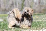 LHASSA APSO 041